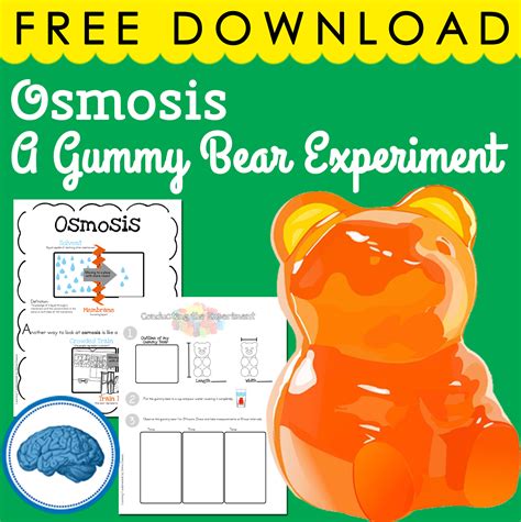 Gummy Bear Science Experiment - Osmosis #scienceforkids #osmosis ...