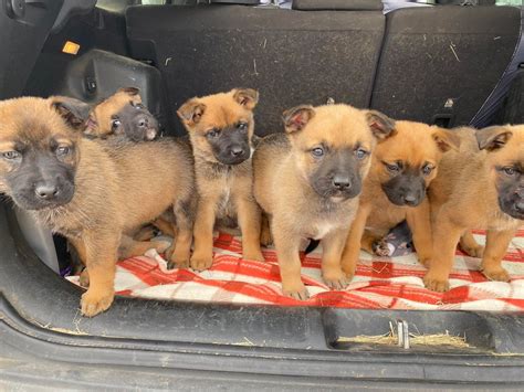 Basic Obedience Group Class, Columbus Tx, Houston, 1 July 2025 | AllEvents