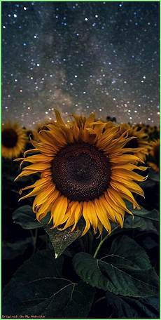 Lock Screen Iphone 7 Sunflower Wallpaper by Hintergrundbilder Sunflower Wallpaper Iphone Lock Screen Iphone 7 Sunflower Wallpaper