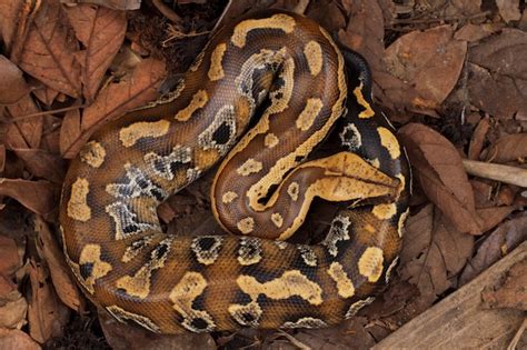 Image result for Blood Python