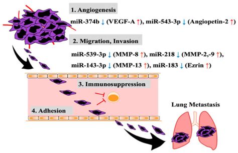MicroRNA-Based Diagnosis and Treatment of Metastatic Human Osteosarcoma