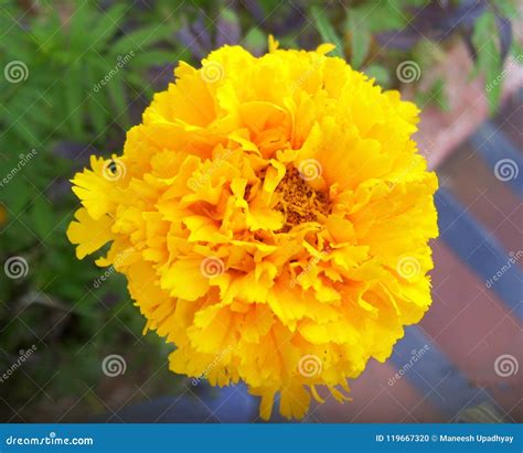 Close Up of Golden Yellow Color Marigold Flower Stock Photo - Image of ...