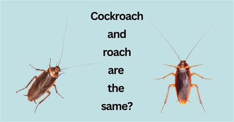 Image result for Cockroach Tarantula vs