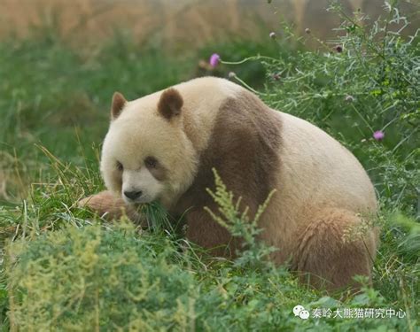 世界唯一活体棕色大熊猫七仔惬意撒欢[2]- 中国日报网