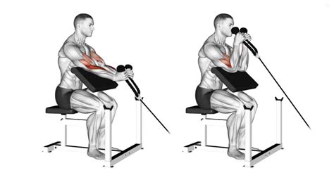 Cable Hammer Curl: Muscle Worked, Benefit & Alternate
