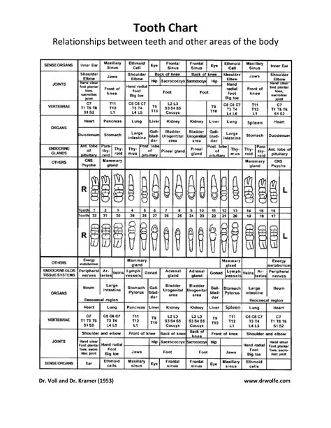 Free Printable Tooth Chart Templates – [Dental Chart] Teeth Numbers PDF