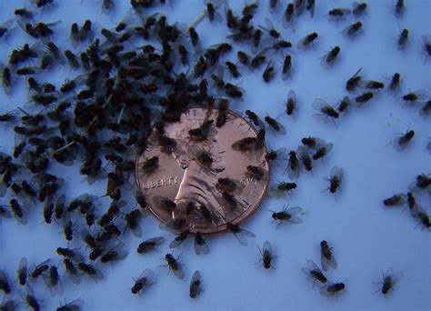 Gnats In My Bathroom