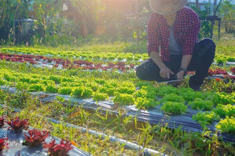 Commercial Farming 的图像结果