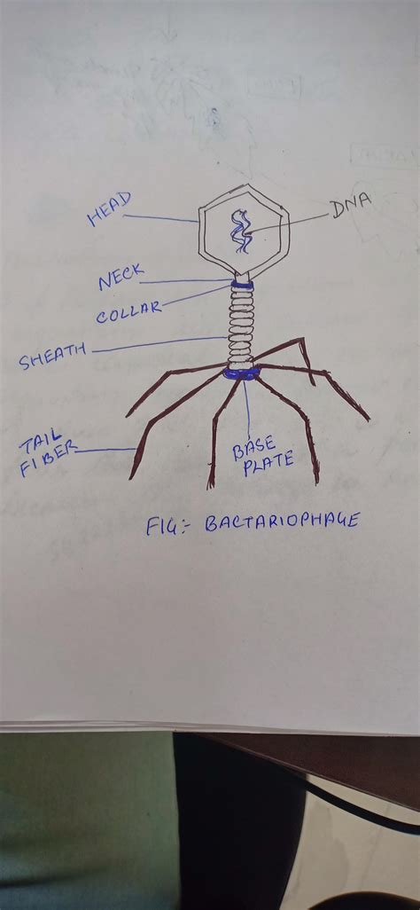 draw neat and labelled diagram of bacteriophage - Brainly.in