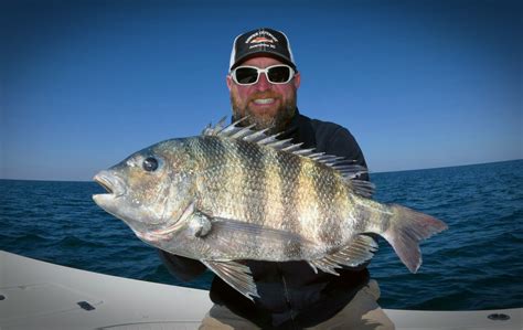 Sheepshead Fish Charleston