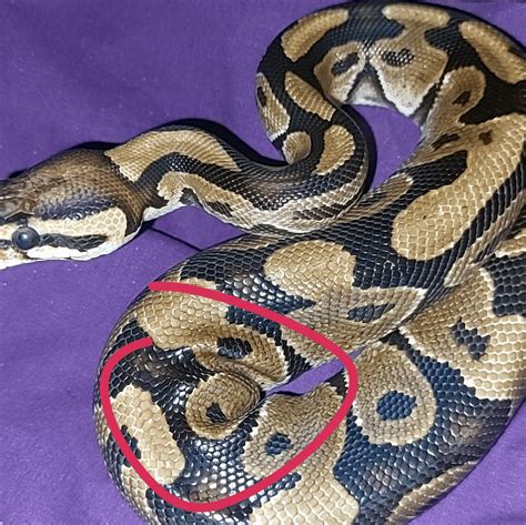 Image result for Normal Ball Python Star Gazing