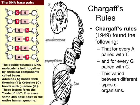 PPT - Leads to DNA: Griffith's Experiment PowerPoint Presentation, free ...