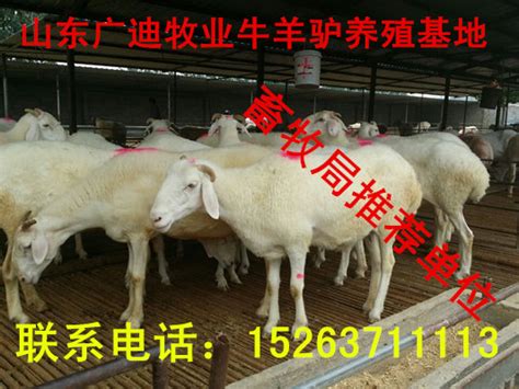 睢宁白山羊养殖场 菏泽市-食品商务网
