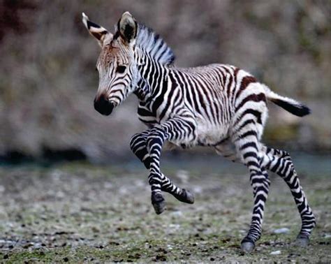 cute zebra pictures