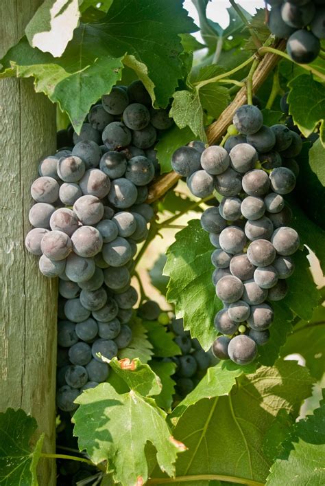 Bunch Grape Vine-Everest Seedless - Ison's Nursery & Vineyard