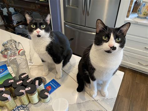 Batman and Robin with our dogs, Cato and Delta. The dogs are very ...
