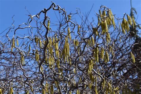 Pruning a Contorted Filbert Tree 的图像结果