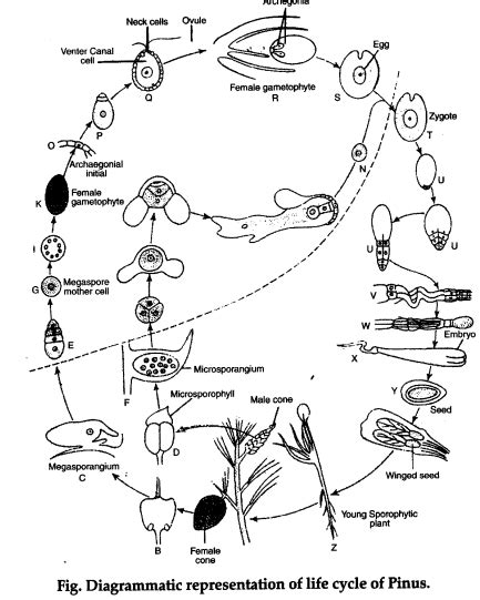 Explain the life cycle of Pine - CBSE Class 11 Biology - Learn CBSE Forum