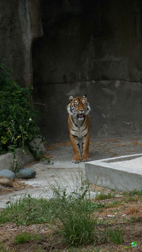 Sibirischer Tiger - San Francisco Zoo | Freizeitpark-Welt.de