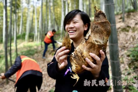杭州：200亩竹园遭市民挖笋 现场如被炮轰过(图)-搜狐新闻