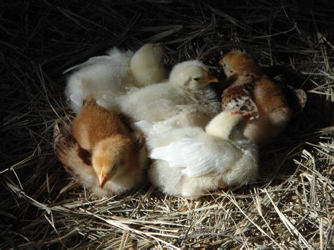 Our 2 week old chicks! | BackYard Chickens - Learn How to Raise Chickens