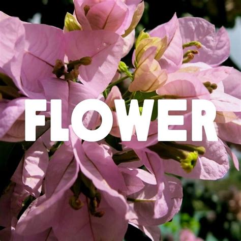 Rainforest Tree Types 的图像结果