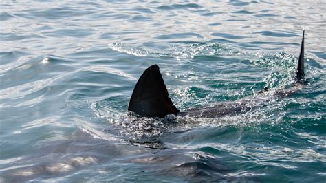 Great White Sharks Return To Cape Cod As Massive Shark Seen