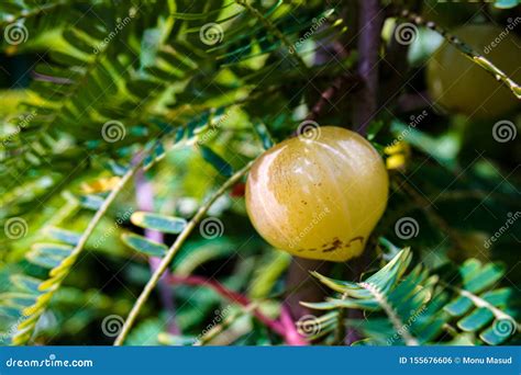 Phyllanthus Emblica, Also Known As Emblic, Emblic Myrobalan, Myrobalan, Indian Gooseberry ...