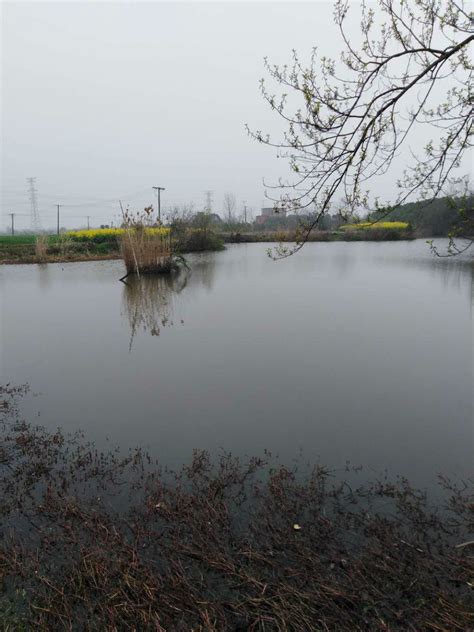 芜湖县湾沚镇桃园村团塘子沟约5亩水面5年期经营权出租公告-农产品采购招标信息网