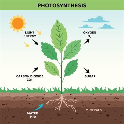 Parts of a plant Images - Free Download on Freepik