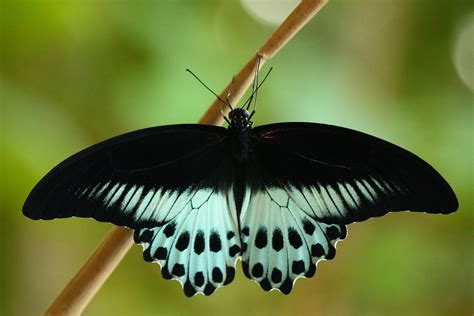 Papilio (Papilio) - Picture Insect