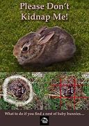 Image result for Torn Apart Rabbit Nest