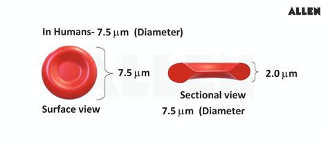 Functions of Blood | Types and Functions of Blood Vessels