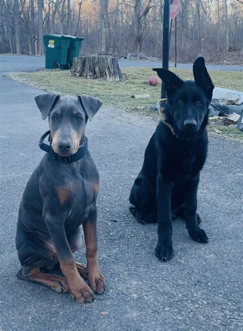 Black Doberman Uncropped Ears
