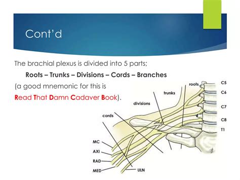 Brachial Plexus Anatomy | PPTX