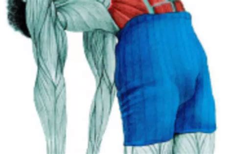34 Amazing Illustrations That Show Which Muscle Groups Are Affected ...