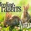 Image result for Hand Feeding Baby Rabbits