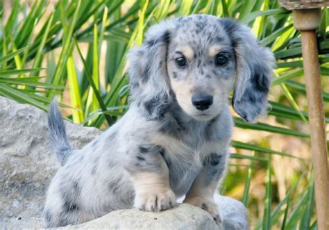 What Is A Blue Dachshund at Lindy Rossi blog