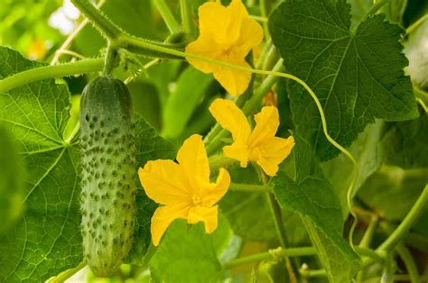 Cucumber Fruit Stages at Paul Boldt blog