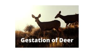 7 Signs: Deer Gestation Period | Deer | Gestation | Pregnant Deer ...