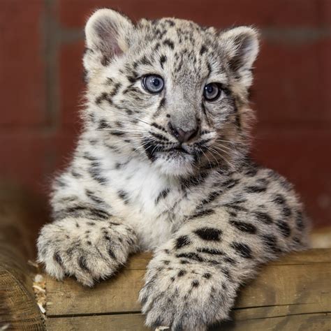 Snow Leopards Cubs Two Snow Leopard Cubs To Make Public Debut In