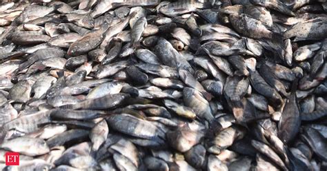 Lockdown Impact on Fish production: Slow movement of fish seeds from ...