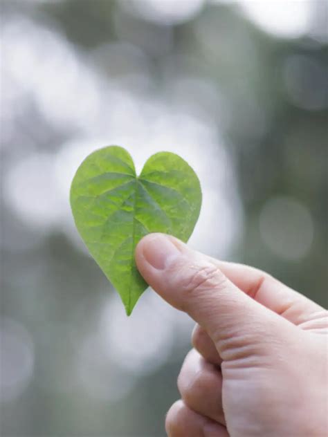 10 surprising health benefits of eating paan leaves | EconomicTimes