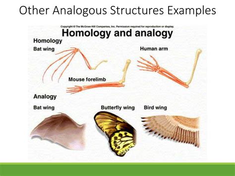 PPT - Hardy Weinburg Equations in Genetics PowerPoint Presentation ...