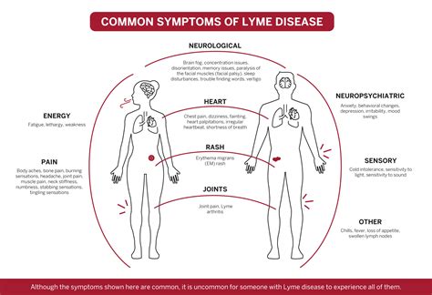 Experiencing Lyme Disease Symptoms