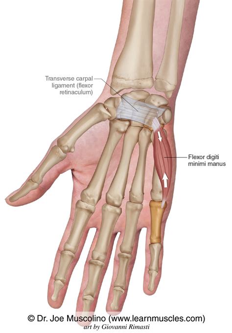 Flexor Digiti Minimi Manus - Learn Muscles