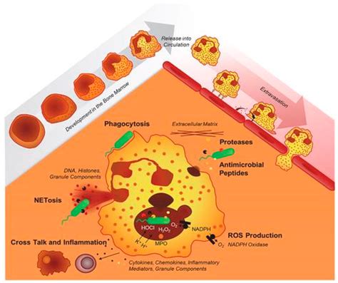 Chronic Granulomatous Disease (CGD): Commonly Associated Pathogens ...