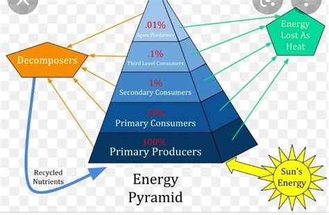 Draw pyramid of number, biomass, and energy for any food chain - Brainly.in