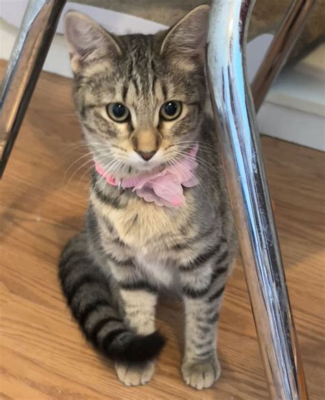 Cats for Adoption in Athens, Georgia | Alpha Paw