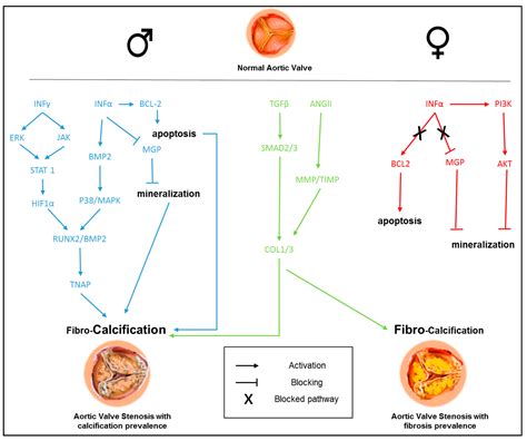 Sex-Specific Features of Calcific Aortic Valve Disease